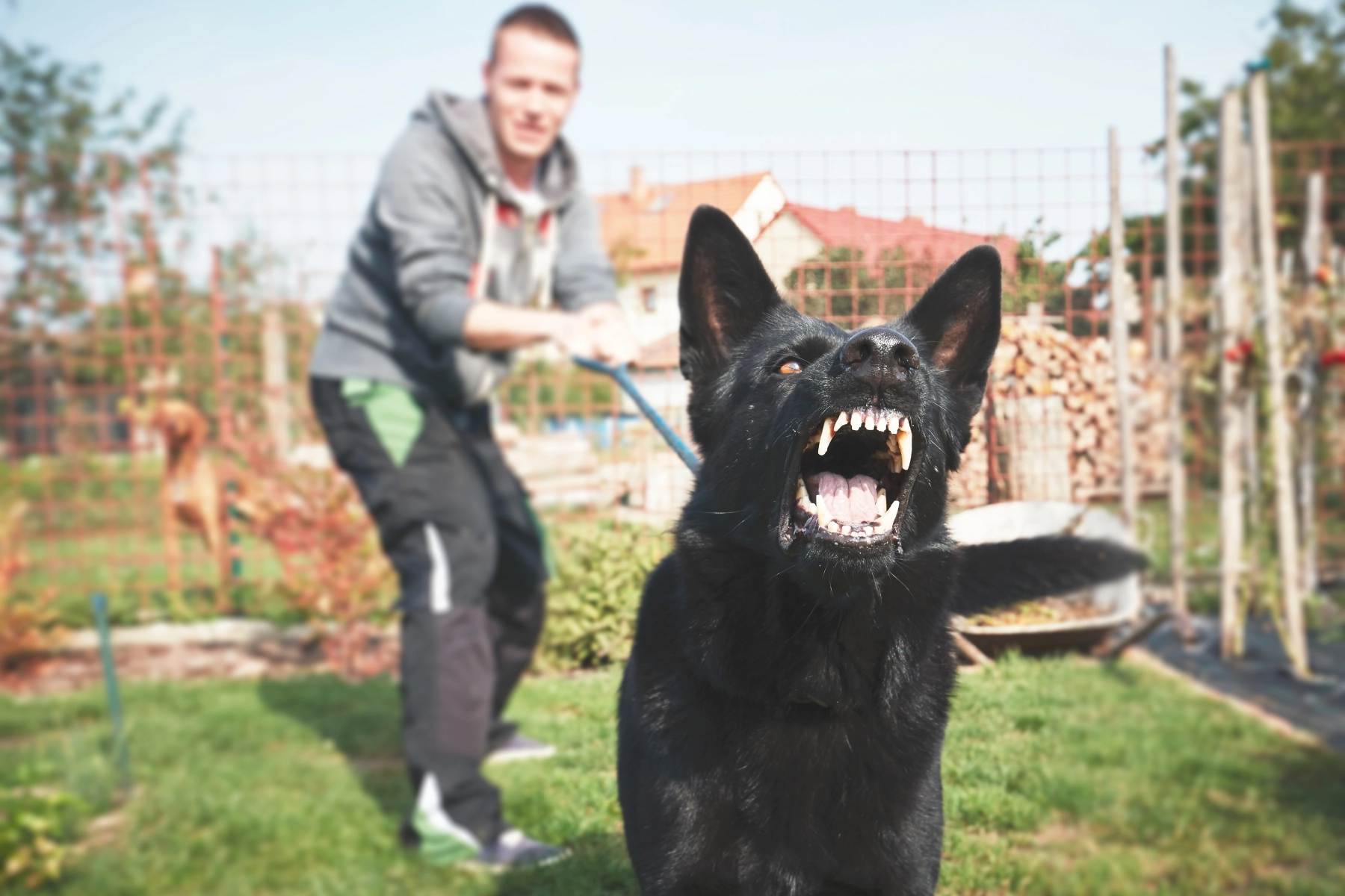 angry dog being held back by it's worried owner